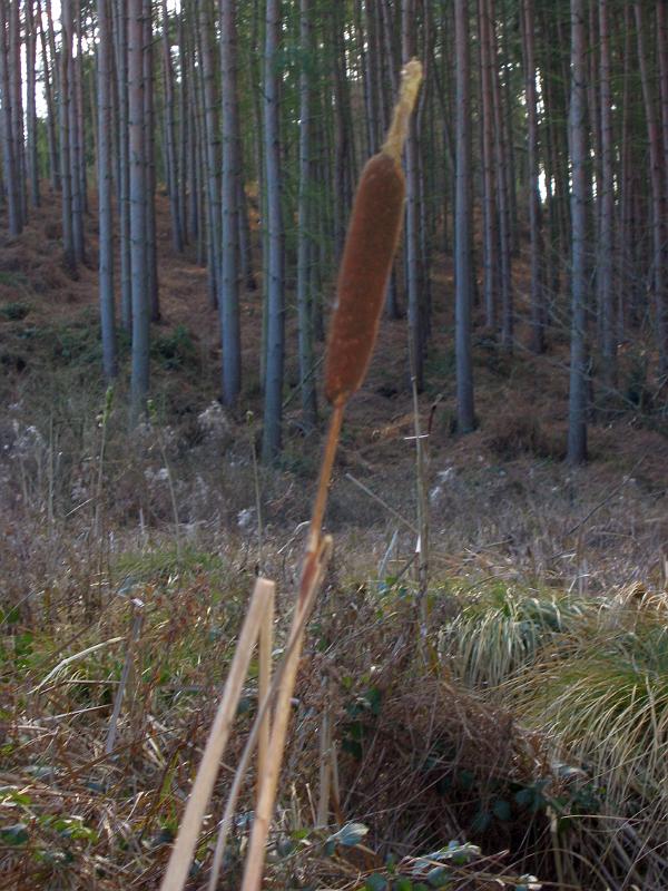 Woburn Sands Pine Wood Bulrush 11
